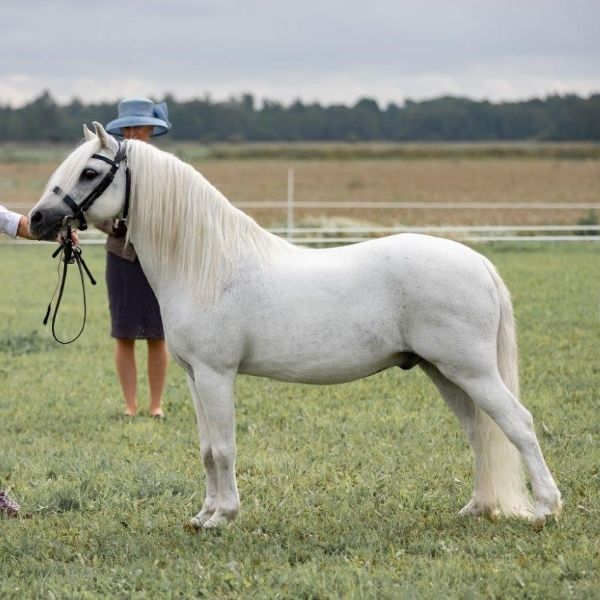 nyhet 600 x 600 px (5)