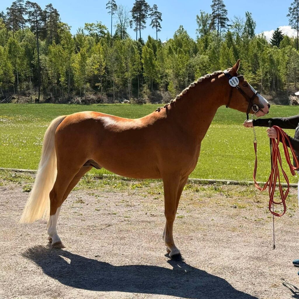 perenntenneseknight